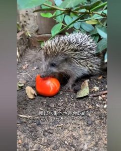 刺猬是杂食动物还是肉食动物 刺猬吃什么食物