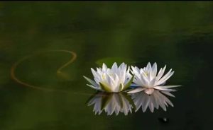 死后的人都去了哪里真相 物质不灭但转化无移