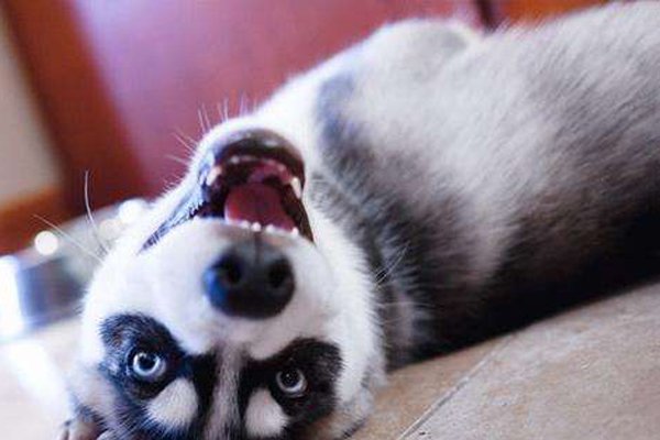 微笑狗图片恐怖事件 为什么微笑狗很吓人呢