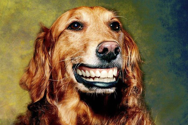 微笑狗图片恐怖事件 为什么微笑狗很吓人呢