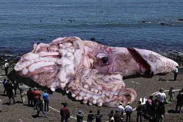 大王酸浆鱿的天敌是谁 它的天敌除了抹香鲸还有谁